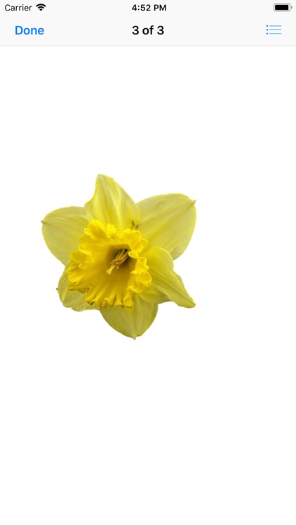 Daffodil Sticker Pack screenshot-3