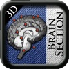 Brain Section 3D