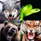 80 Animal Sounds in 1 App!