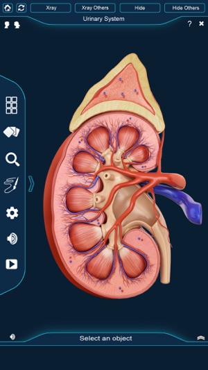 My Kidney Anatomy(圖2)-速報App