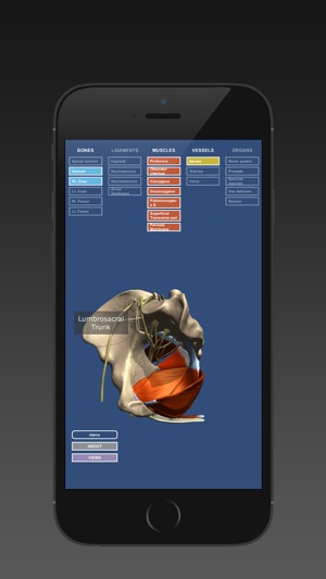 Anatomy of the Male Pelvis(圖2)-速報App