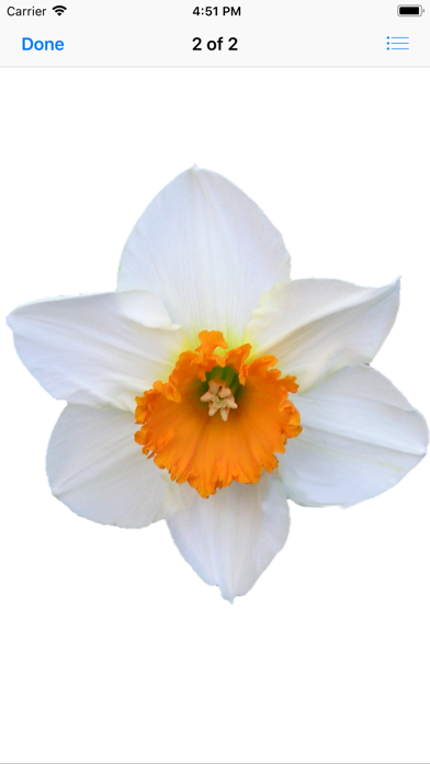 Daffodil Sticker Pack screenshot 3