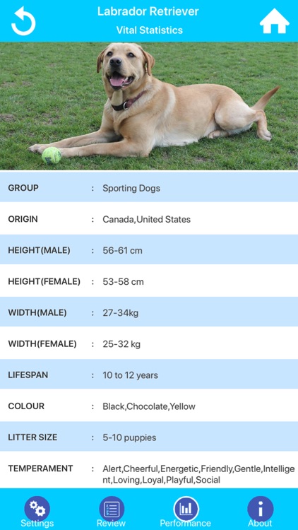 Dog Breeds Guide & Quiz
