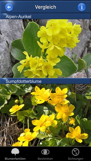 Alpenblumen Id Automatik Blumen, Kräuter bestimmen(圖3)-速報App