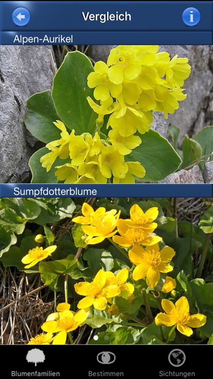 Alpenblumen Id Automatik Blumen, Kräuter bestimmen