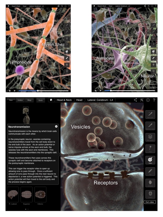 Brain & Nervous System Pro III