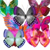 Haulwen Butterflies