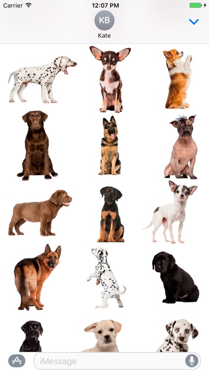 Chihuahua & Dalmatians & more