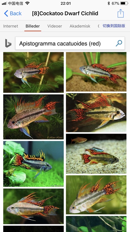 Cichlid screenshot-4
