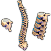 Vertebral Column