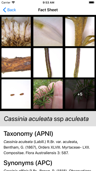 Key to the Cassinia group screenshot 4