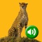 Learning Animal Sounds HD