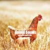Animal Sounds for your baby