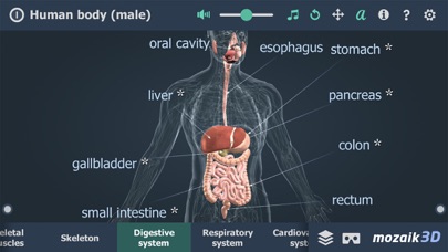 Human body (male) 3D screenshot 4