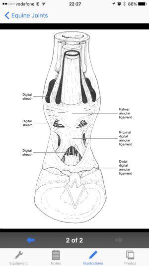 BEVA Equine Joint Injections