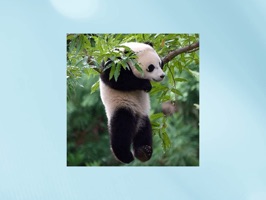 Funny Lazy Panda Stickers