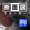 断面図ウォーカー胸部CT-Ryo Matsuda