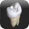 This groundbreaking app uses modified high resolution micro-CT scan of real teeth to show various cavity designs for amalgam and composite filling materials