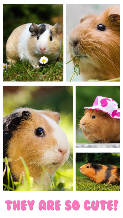 Guinea Pig Jigsaw Puzzle Games screenshot 2