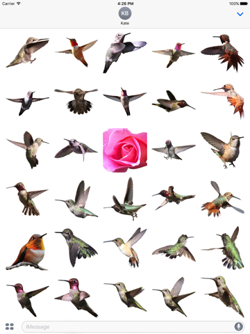 Hummingbirds - Medium (Retina) - náhled