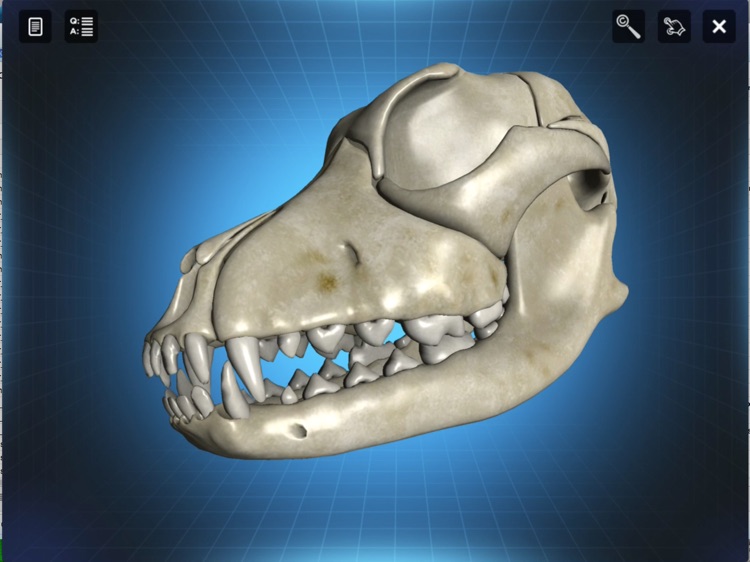 Bone Viewer - Dog Skull screenshot-4