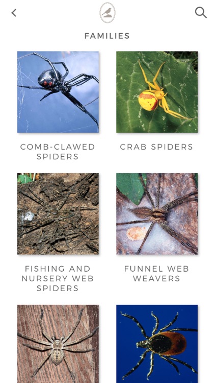 Fieldstone Guide: Spiders