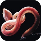 Top 24 Photo & Video Apps Like Snakes of India - Best Alternatives