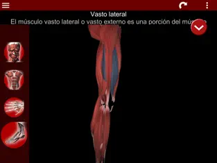 Captura de Pantalla 4 Sistema Muscular 3D (Anatomía) iphone