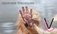 Japanese Macaques