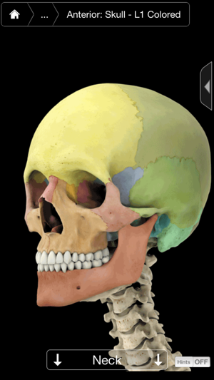 Skeleton System Pro III-iPhone(圖3)-速報App