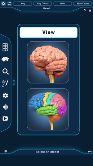 My Brain Anatomy