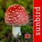 A stunning guide to fungi of the British Isles