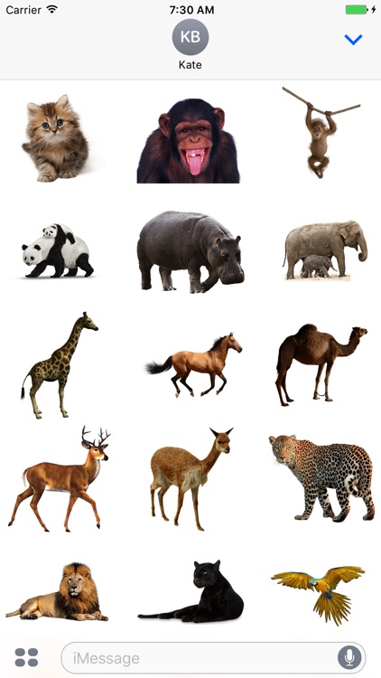 Real Animals