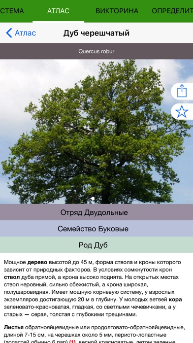 Экогид - Деревья летом screenshot 4