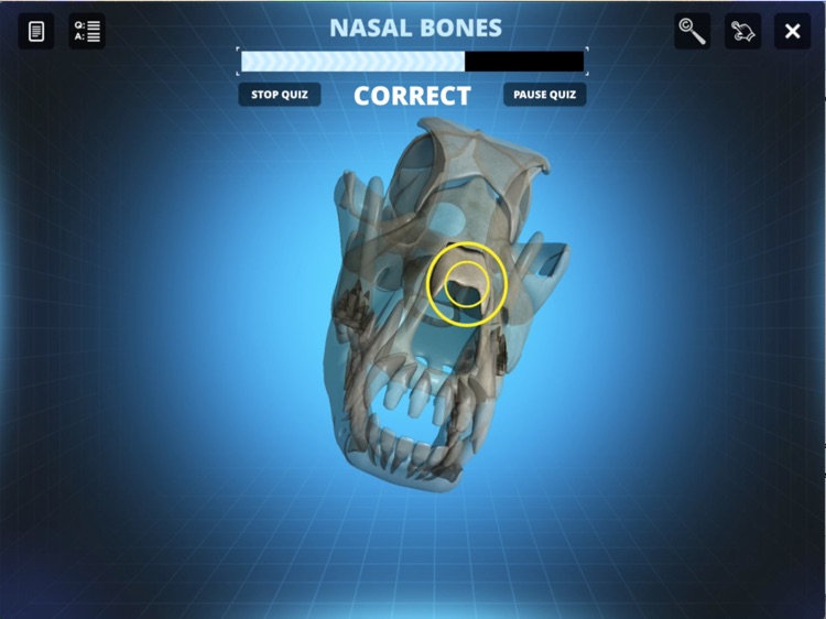 Bone Viewer - Dog Skull