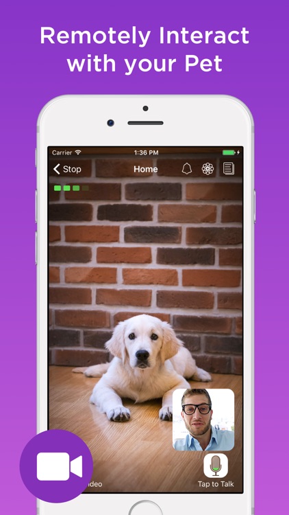 Pet Monitor VIGI screenshot-3