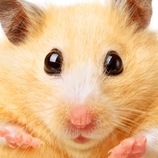 Activities of Hamster Jigsaw Puzzle Games