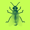 Das Honigbienen-Einmaleins