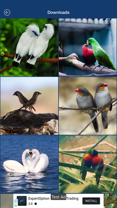 Love Birds wallpaper screenshot 3