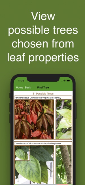 Forest Tree Identification(圖3)-速報App