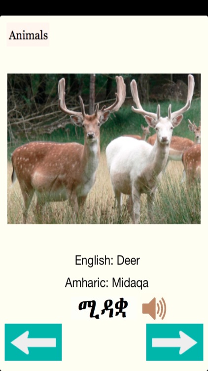 Animals Names in Amharic screenshot-4