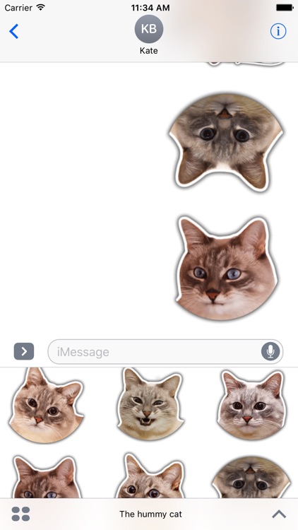 The hummy cat