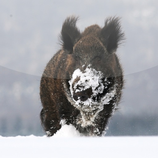 Jagd, Hunde, Forstausstattung