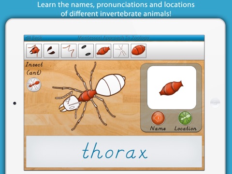 Parts of Invertebrate Animals screenshot 3