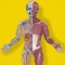 Discover and control how things work inside with our interactive human body model