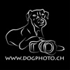 dogphoto.ch - hundefotografie