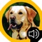 Listen and have fun with the best dog barking app