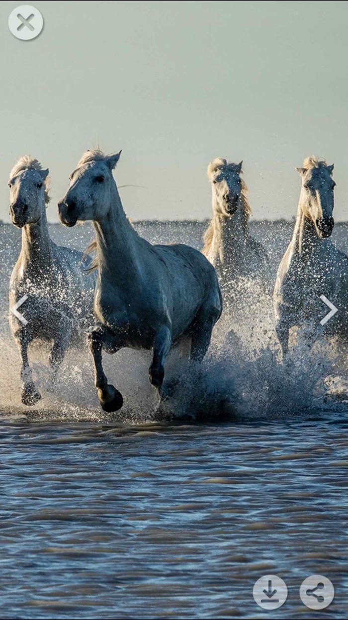 HD Wallpapers for Animals Background  Lock Screen