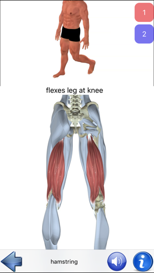 Visual Anatomy(圖4)-速報App