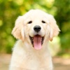 Dog Wallpapers HD